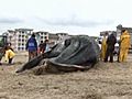 Crowds Gather To See Beached Whale | BahVideo.com