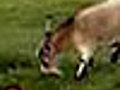 Rabbit Vs Goat | BahVideo.com