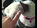 Kitty Kat | BahVideo.com