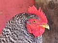 Raising Backyard Chickens | BahVideo.com