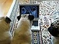 Pugs Watching Themselves on YouTube  | BahVideo.com