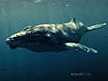 Whale | BahVideo.com