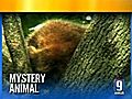 Bear Scare Turns Out To Be Raccoon | BahVideo.com