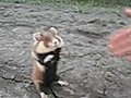 Evil Hamster Attack | BahVideo.com