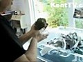 Hedgehog Rescue | BahVideo.com