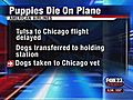 Puppies Die On Amer. Airlines Flight | BahVideo.com