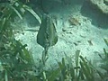 chasing a trunk fish | BahVideo.com