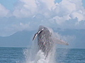 Whale puts on show off Australia s coast | BahVideo.com