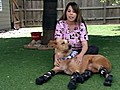  amp 039 Bionic amp 039 Dog Gets a New Set of Paws | BahVideo.com