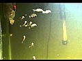 Corydoras schooling behavior | BahVideo.com