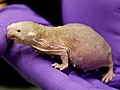 Naked Mole Rats Used For Aging Studies | BahVideo.com