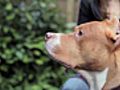 Understanding Dog Breeds: Pit Bull | BahVideo.com