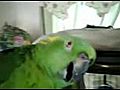 Le Perroquet la voix d or | BahVideo.com