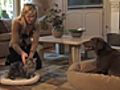 How To Prepare a Dog For a New Pet | BahVideo.com