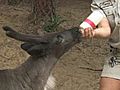 Baby Reindeer Bottle Feeding | BahVideo.com