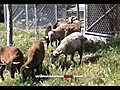 Central Asian Shepherd at Work with Yorkie and Painted Desert Sheep | BahVideo.com