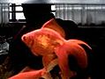onder water vissen en mijn vissen | BahVideo.com