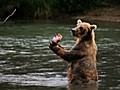 Keeping track of the bear population | BahVideo.com