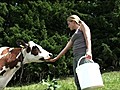 En Suisse les citadins stress s louent des vaches pour se relaxer | BahVideo.com
