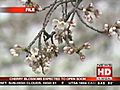 Warm temperatures causing Washington DC cherry  | BahVideo.com