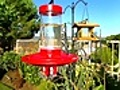 Hummingbirds Orioles Finches amp More 08 19 10 08 31AM | BahVideo.com