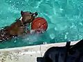 My pitbull swimming | BahVideo.com