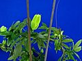 Time-lapse Of Growing Passiflora Tendrils 6 Against Blue Background Stock Footage | BahVideo.com