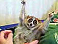 Netzfischer Erfolgreiches Affen-Kitzeln | BahVideo.com