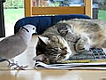 Bird Won t Let Cat Sleep | BahVideo.com