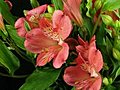 Time-lapse Of Opening Pink Peruvian Lilies 2 Stock Footage | BahVideo.com