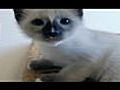 Cats 101 Snowshoe | BahVideo.com
