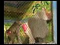 Baboon Punk Rocks Zoo | BahVideo.com