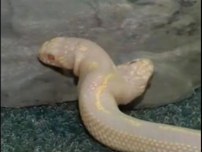 Un serpent albinos deux t tes en exposition  | BahVideo.com