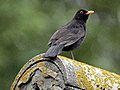 Noisey blackbird mimics ambulace | BahVideo.com