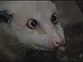 Heidi the opossum at new home | BahVideo.com
