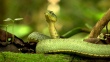 Two-striped forest pitviper Bothriopsis  | BahVideo.com