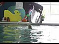 Swimtastic TV Commercial | BahVideo.com