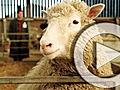 Planet 100 Top 5 Franken Animals | BahVideo.com
