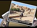  Riding a horse all the way to the Siq s  | BahVideo.com
