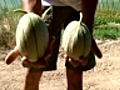 Melon le roi de l ann e | BahVideo.com