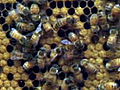 LIFE in the News Honey Bees | BahVideo.com