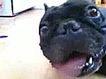 Perrito caliente | BahVideo.com