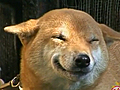  smile dog  | BahVideo.com