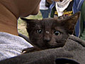 Top Picks Cat walk CTV British Columbia  | BahVideo.com
