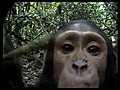  te ger ek medya maymunu  | BahVideo.com