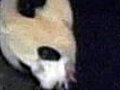 Panda Born In Chinese Preserve | BahVideo.com