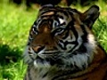 SF tiger 01 | BahVideo.com