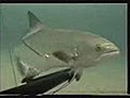 grandes emociones de la pesca submarina | BahVideo.com