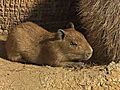 Capybara Baby | BahVideo.com
