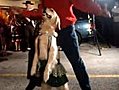 Dancing Merengue Dog | BahVideo.com